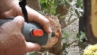 Bonsai Olive Tree Carving