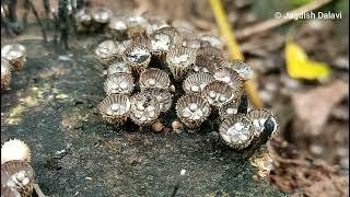 Cyathus striatus - A bird nest fungus