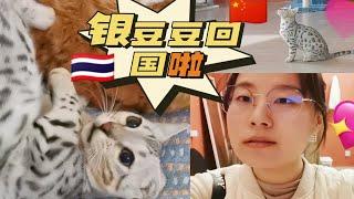 疫情接新猫！局势虽严峻，但我的银豆豆还是回国啦！银豹繁育组stand by！