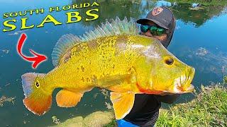 South Florida Slabs! BEST Peacock Bass Fishing in Miami