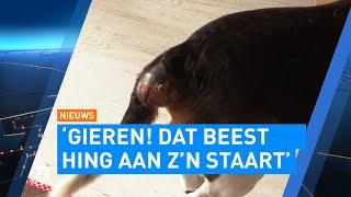 Hondje Sammie wordt gegrepen door loslopend reptiel in Berkel en Rodenrijs