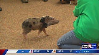 Tree Family Party Piggies visit Edinboro's public library for an 'oink-eriffic' experience