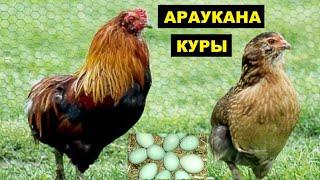 Разведение кур породы Араукана как бизнес идея | Куры Араукана с голубыми яйцами