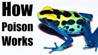 How a Poison Dart Frog Kills You