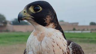 Black Shaheen Falcon Training - Calling on the lure from 100 feet