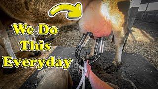 Day in the Life of a Homesteader: Milking, Feeding, and Gardening POV