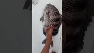 Absolute Monster Sheepshead! #sheepshead #sheepsheadfishing #njfishing #sevins