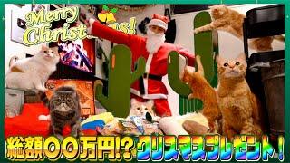 【豪華】暴れん坊な猫たちがやりたい放題するクリスマスに1日密着！