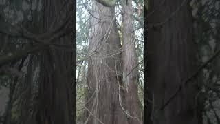 cedar tree #big #cedar #oldgrowth