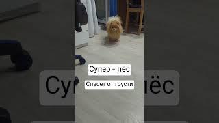 Лили всегда спасёт от грусти #собака #милашка #шпиц #шпицЛили #померанскийшпиц #shortvideo