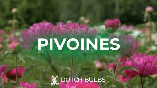 Planter des pivoines en pots│DUTCH-BULBS.COM