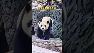 5.24公主殿下回家吃饭饭啦#大熊猫 #大熊猫福宝 #panda #푸바오