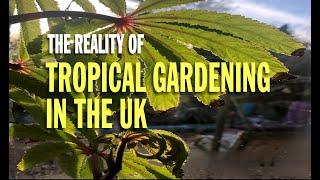 The reality of tropical gardening in the uk