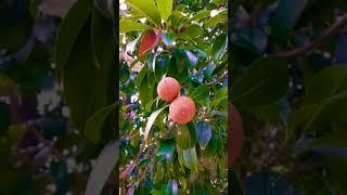 Sapodilla Tree Of My Garden | Sofeda, Fruit #shorts