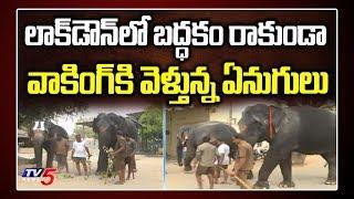 Tirumala Elephants Walking in LockDown | No Laziness To Pray God | Tirumala Tirupati News| TV5 News