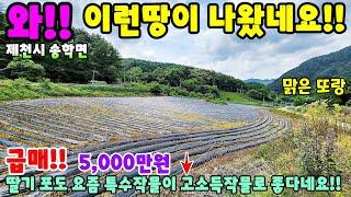 836. 싼땅!! 고소득 작물로 귀농귀촌 시골살이 제천시 송학면 토지매매 주택매매 단독주택매매 제천부동산 제천토지매매 제천전원주택매매 제천주택매매 시골집급매 촌집매매