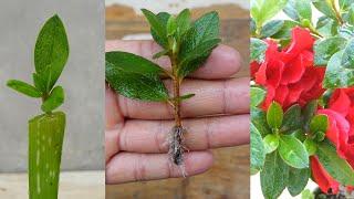 How to grow azalea plant from cuttings | Azalea Propagation