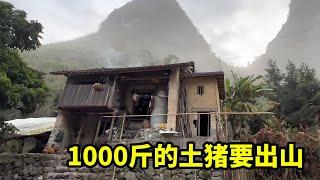 深山住了一晚，这里厕所都是开放式，1000斤土猪怎样出山【山农乐哥】