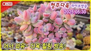 나만 몰랐던 라이브 방송 다육이 잘키우고 싶다면?  청다 라이브 방송 5월 30일