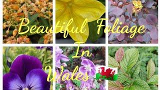 Wales 󠁧󠁢󠁷󠁬󠁳󠁿, UK- Nature Walk & Lesson 3: Beauty is all around us #Plants #Flowers  #shumirai