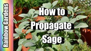 How to Propagate Sage from a Cutting