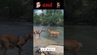  Dog and hiran in the Wow animals1 short video #animals1 #shortclips #youtube