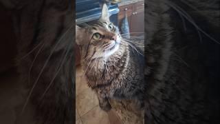 Mr. Happy Cat #cats #catvideos #catshorts