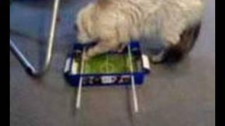 Cat playing soccer #2