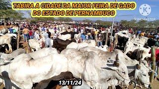 Feira do Gado de Tabira-PE dia 13/11/24 Preços do Boi de Carro e Juntas