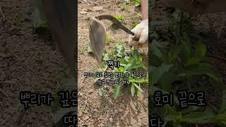 농사 만능 도구, 호미 사용법‍ #shorts #agwith  #에그위드 #agriculture  #gardentools #koreanhomi #호미 #호미사용법 #weed