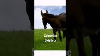 Donkey #shorts #animals