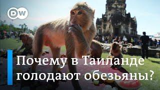 Как голодные обезьяны терроризируют жителей города в Таиланде