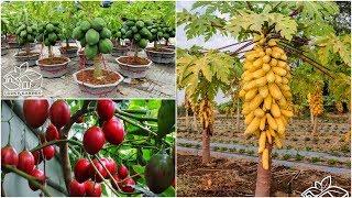 HÁ HỐC MỒM TRƯỚC BỘ HẠT GIỐNG CÂY ĂN QUẢ NHIỆT ĐỚI - KẾ SÁCH LÀM GIÀU CỦA TRIỆU PHÚ