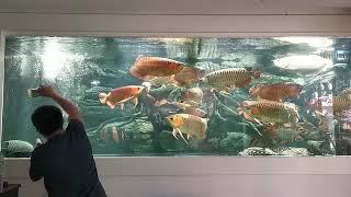 I find a big arowana tank in the world.Amazing!