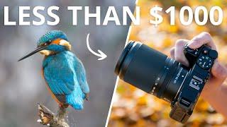 Photographing Kingfishers | Under $1000 Gear Guide | Wildlife Photography