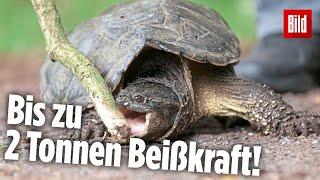 Schnappschildkröten am Badesee! Gemeinde plant Jagd auf diese gefährliche Reptilien