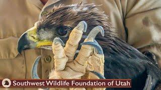 Baby Eagle Found Alone & Hungry