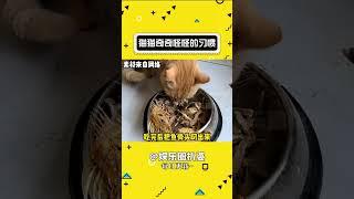 一些猫猫奇奇怪怪的小习惯 #萌宠 #可爱 #猫猫#shorts