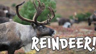 Reindeer!  Learn facts about Reindeer