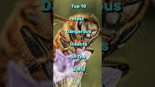 Top 10 most dangerous insects in the world #insects #dangerous #top10 #shorts