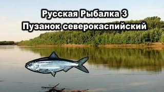 Русская рыбалка 3. Пузанок северокаспийский. Квест сельди.