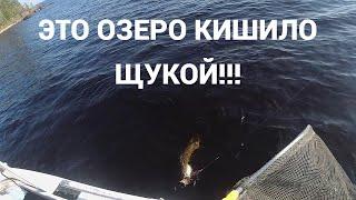 КЛЮЁТ КАЖДЫЙ ЗАБРОС! КИШАЩЕЕ РЫБОЙ ОЗЕРО (часть 2)  #тайга #рыбалкавкарелии #рыбалканаспиннинг #щука