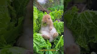 Good little rabbits  #funny #funnyfurryfriends