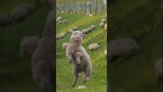 Sevimli komik koyunlar  #youtube #video #sheep #funny #crazysheep