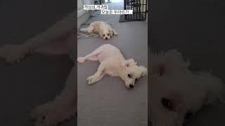개심심, 더워도 무조건 나가고싶은 우리집 강아지들 | #강아지일상