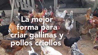 la forma más económica para criar gallinas y pollos  criollos