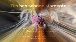 Showreel - Tierisch schöne Momente, Hundefotos by Joe Ehrhardt / a2k-media / Teaser