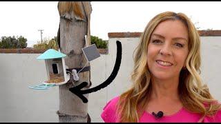 Birdfy Smart Bird Feeder Camera Review