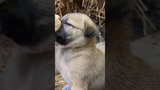 Fun with Puppy