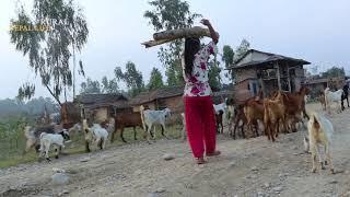 Village Life Of Tarai Region Nepal || They Are Still Living On 18th Century || Traditional Life